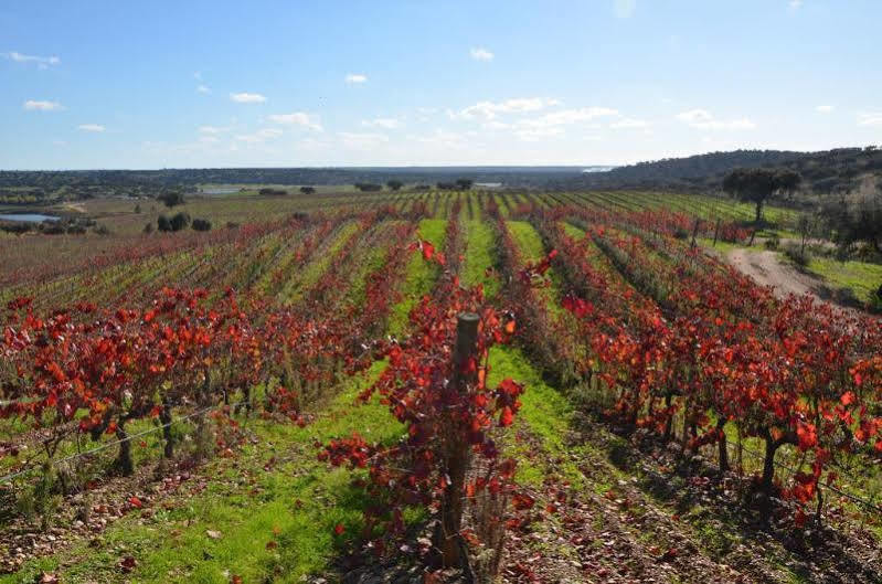 Herdade Do Sobroso Wine&Luxury Boutique Hotel Pedrogao  Exterior foto